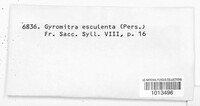 Gyromitra esculenta image